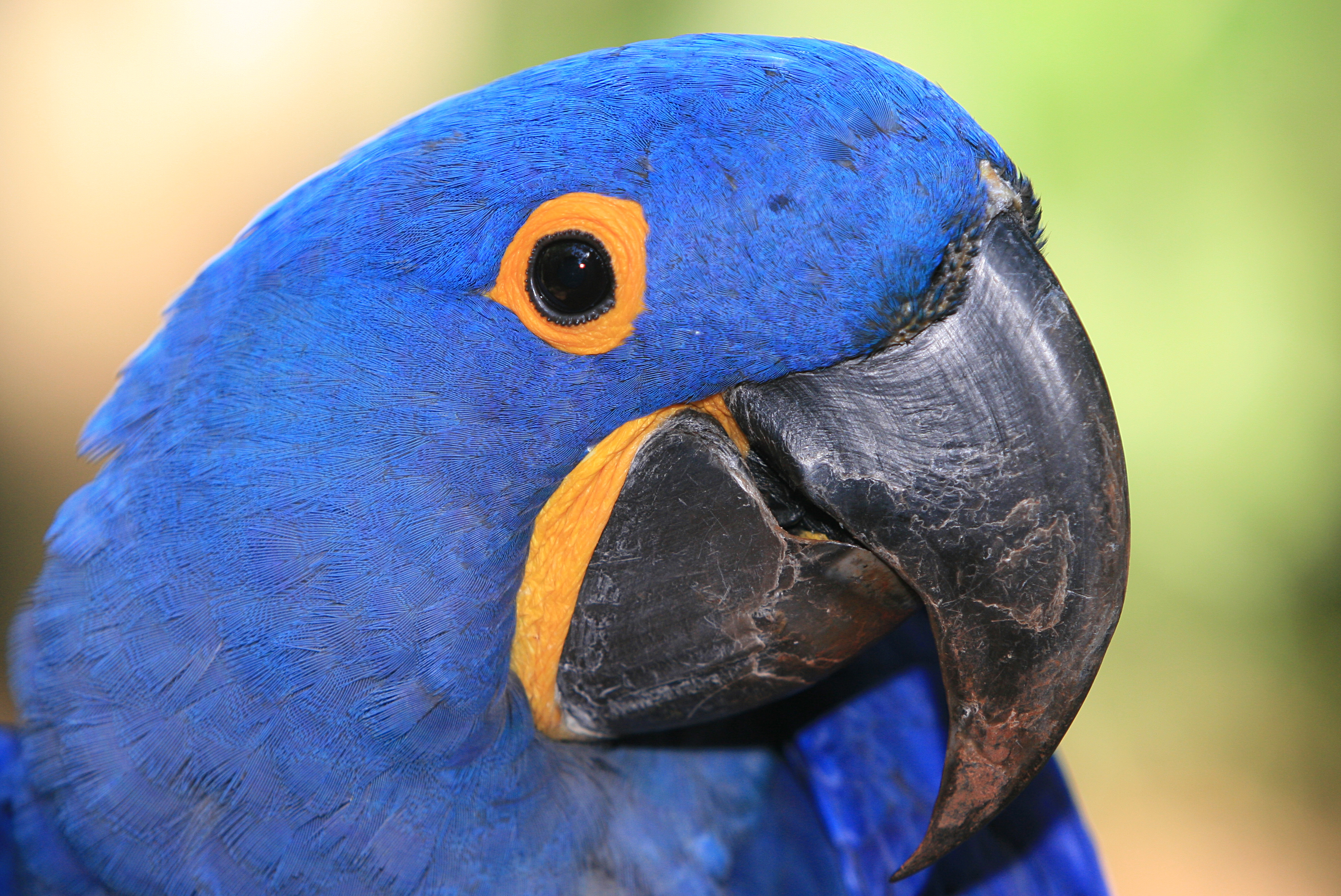 Parque das Aves: Um Mergulho na Biodiversidade da Mata Atlântica